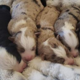 Miniature Australian Shepherds and Toy Australian Shepherds from Seminole Ranches - Toy/Mini Aussies
