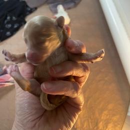 Brown Girl - Brown female Maltipoo puppy in Bentonville, Arkansas from Bellamy Maltipoos