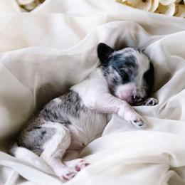 LaFleur - Merle female Schnoodle puppy in Grove, Oklahoma from Grand Lake Poodles & Doodles