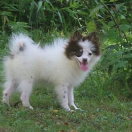 True - Chocolate female Pomsky puppy in Junction City, Ohio from JC Pups
