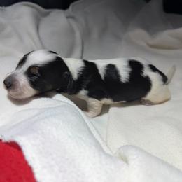 Scout - Piebald male Dachshund puppy in Hazlehurst, Georgia from DrakeFire Dachshunds