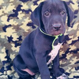 Lime Dalmador Female - White and black female Dalmatian puppy in Westhoff, Texas from Smart Dalmatians