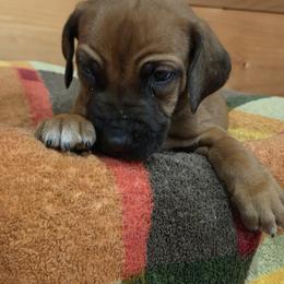 Count - Rd whtn blk nose male Rhodesian Ridgeback puppy in Gaffney, South Carolina from Circle D Farms