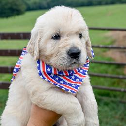 Tex - Light golden male Golden Retriever puppy in Fair Play, South Carolina from Down South Goldens