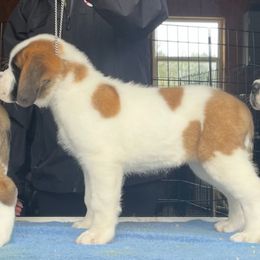 White collar short haired - White and brown Saint Bernard puppy in Clearfield County, Pennsylvania from Keystone Saints