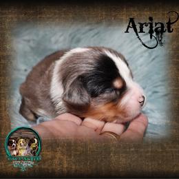 Ariat - Blue merle male Toy Australian Shepherd puppy in Anson, Texas from Diamond Bar N Ranch