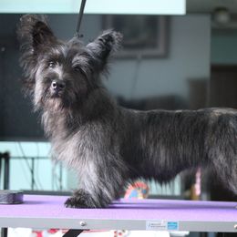 Skye Terrier Puppies from Falkor Skye Terriers
