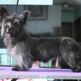 Skye Terrier Puppies from Falkor Skye Terriers