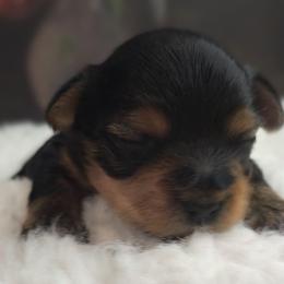 Schroeder - Black and gold male Yorkshire Terrier puppy in Vancouver, Washington from Yorkastle Kennels