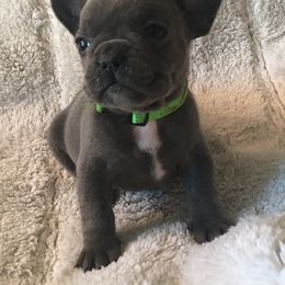 French Bulldog Puppies from EMF