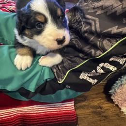 Australian Shepherd Puppies from Hayward aussies