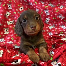 Dachshund Puppies from Crosbys Doxies