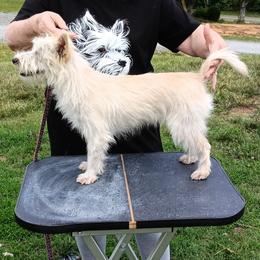 Portuguese Podengo Pequeno puppies from Kaprikorn