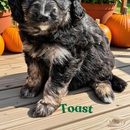 Toast - Sable male Aussiedoodle puppy in Ellenburg Center, New York from Kristin's Puppies