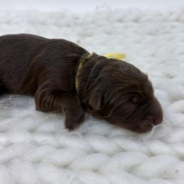 Promise - Yellow Collar - Red tri-color female Australian Shepherd puppy in San Marcos, California from Faith Family Freedom Farm