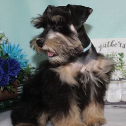 Boomer - Miniature Schnauzer