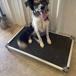 Boss - Slate merle Border Collie puppy in Kenefic, Oklahoma from Woolly Farms