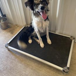 Boss - Slate merle Border Collie puppy in Kenefic, Oklahoma from Woolly Farms