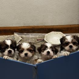 Shihtzu Maltese mix - Cream and white male Shih Tzu puppy in Manlius, New York from Dorothy Agrippino's Shih Tzus