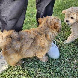 Havapoo Puppies from Derbyville Havapoos