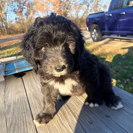 Samantha purple collar - Black and white female Sheepadoodle puppy in Eleva, Wisconsin from Molly’s Doodles