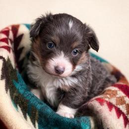 Alvin - Blue male Pembroke Welsh Corgi puppy in Beggs, Oklahoma from Blue Diamond Corgi’s