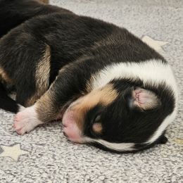 Sundance's Atlas - Black white and tan male Collie puppy in Rapid City, South Dakota from Sundance Scottish-Colleys