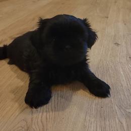 Onyx - Black female Shih Tzu puppy in Kill Devil Hills, North Carolina from AKC Shih Tzu Champion Line Puppies