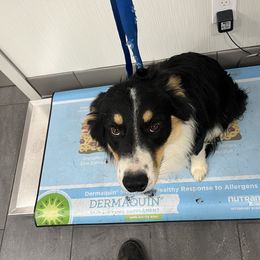 Zeus - Border Collie