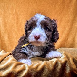 Poppy - Chocolate Australian Labradoodle puppy in Round Rock, Texas from North Austin Labradoodles
