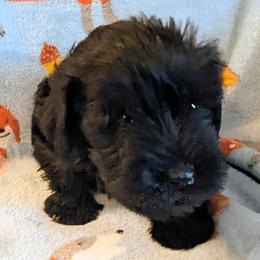 Boy 1 - male Miniature Schnauzer puppy in Monroe, Virginia from Stadtler Miniature Schnauzers