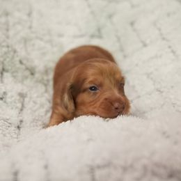 Dachshund Puppies from Hetu's Dachshunds