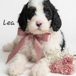 Lea - Black and white female Springerdoodle puppy in Fargo, North Dakota from Dakota SpringerDoodles