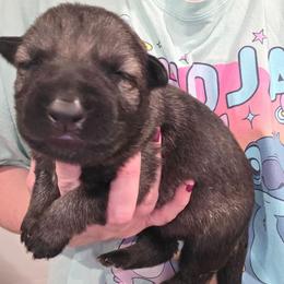 Lime Green Girl - Sable female German Shepherd puppy in Dallas, Pennsylvania from Mountainside German Shepherds