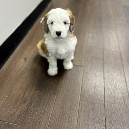Aussiedoodle and Bernedoodle Puppies from LolliPop Farms