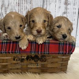 Bernedoodle and Goldendoodle Puppies from Adirondack Poodles Goldendoodles,Bernedoodles & Schnoodles