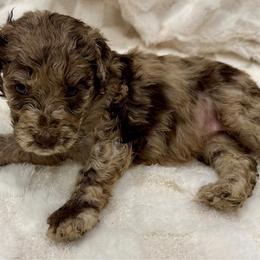 SIERRA - Merle female Goldendoodle puppy in Maricopa, Arizona from AZ Designer Goldendoodles