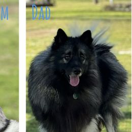 Companion Crosses from Hill City Designer Puppies