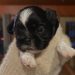 Suzy Q - Black and white female Shih Tzu puppy in Nekoosa, Wisconsin from Brox Acres House of Fur LLC