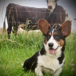 Diesel - Cardigan Welsh Corgi