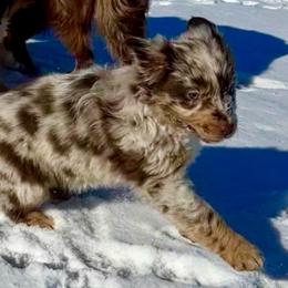 Haven - Red merle female Australian Shepherd puppy in West Union, Iowa from Boundless Hearts Australian Shepherds LLC