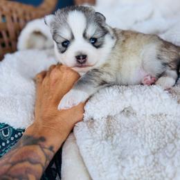Cheerios - Silver and white female Pomsky puppy in Yavapai County, Arizona from Pawsh Pomskies