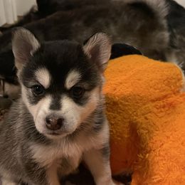 Vixen - Black and white female Pomsky puppy in Diamond Lake, Washington from Husky Haven WA