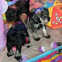 Miniature Schnauzer Puppies from A'Lord Miniature Schnauzer