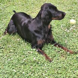 Gordon Setters from Northernlights Gordon Setters
