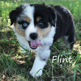 Flint - Blue merle male Miniature American Shepherd puppy in Godley, Texas from Flying H Toy and Mini Aussies