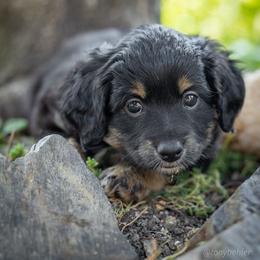 Rolo - Black tri-color female Aussiedoodle puppy in Grants Pass, Oregon from Woodwind Miniatures