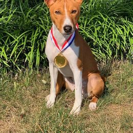 Basenji All Grown Up from Tammen's Kennel