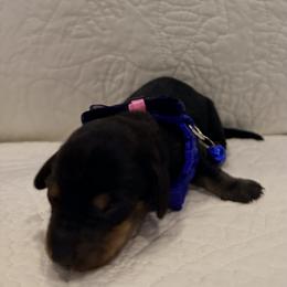 Dark Blue - Black and tan male Dachshund puppy in Orange, California from Harper’s Happy Weens