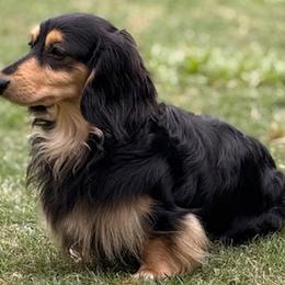 COLE - Dachshund